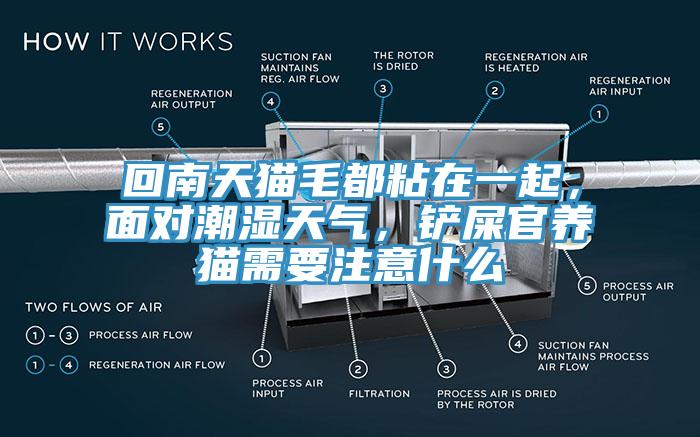 回南天貓毛都粘在一起，面對潮濕天氣，鏟屎官養(yǎng)貓需要注意什么