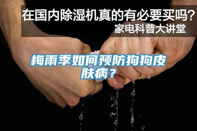 梅雨季如何預(yù)防狗狗皮膚??？