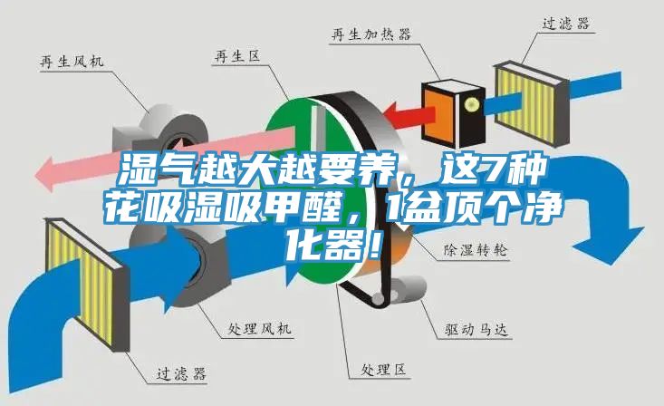 濕氣越大越要養(yǎng)，這7種花吸濕吸甲醛，1盆頂個(gè)凈化器！